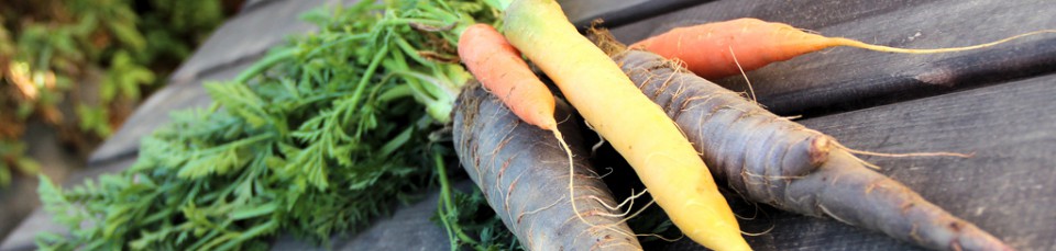 cropped-carrots11.jpg